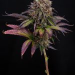 Miracle Alien Cookies
