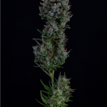Trainwreck